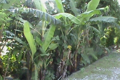 DSC00018