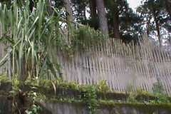 DSC00155