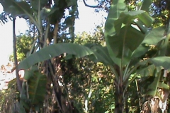 DSC00424