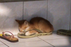 cucciolo-di-gatto-che-dorme