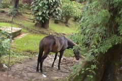 DSC00509